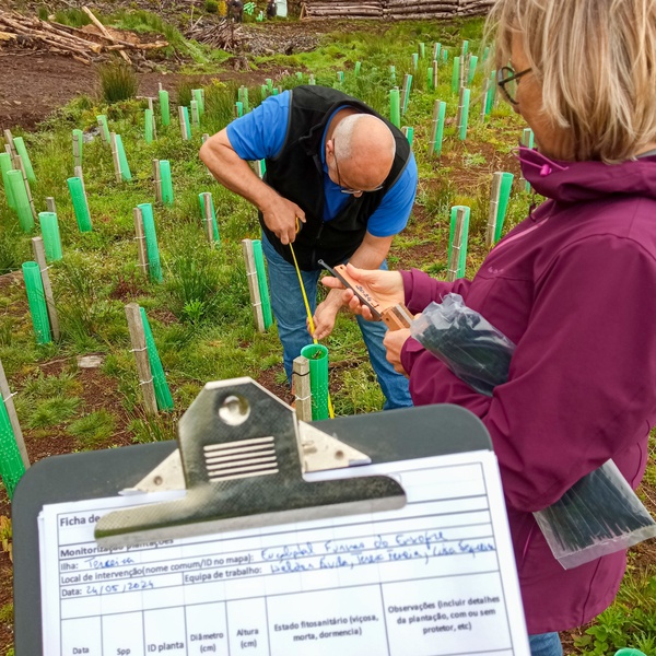 Monitoring work on plantations on Terceira island