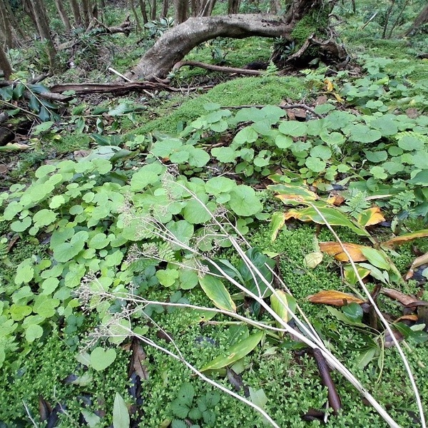 Envolvimento da população contribui para o sucesso do projeto LIFE SNAILS