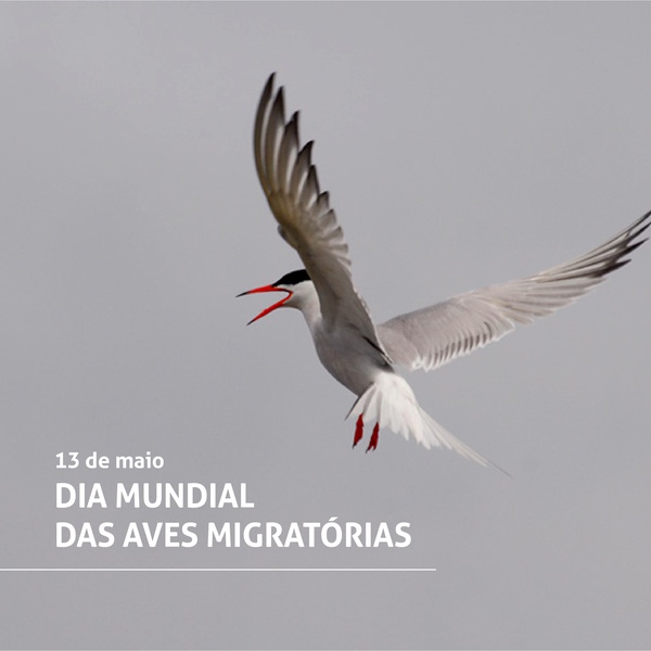 Dia Mundial das Aves Migratórias