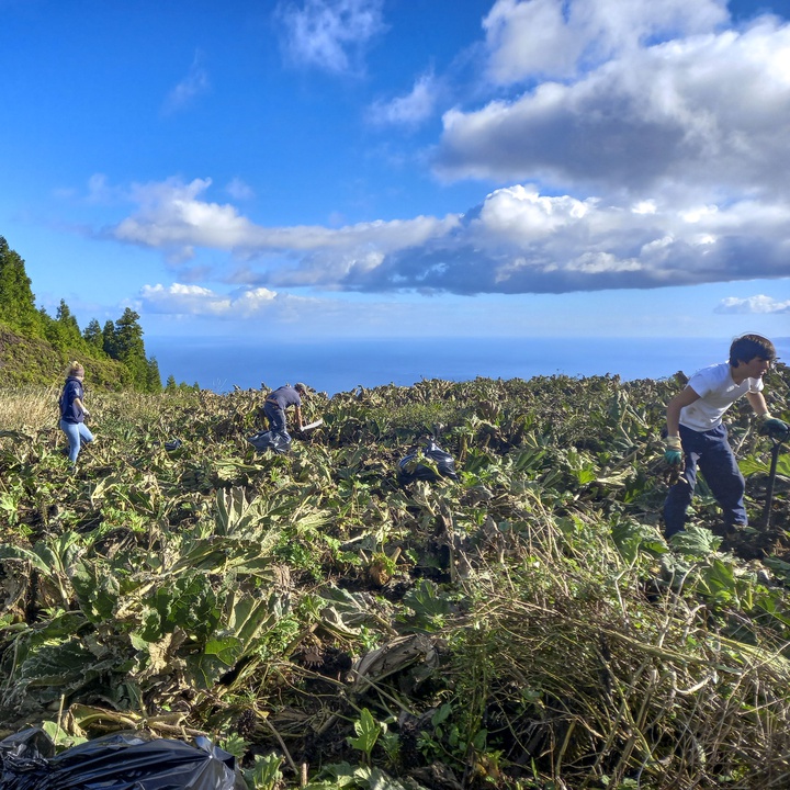 LIFE IP AZORES NATURA takes part in the removal of invasive flora on São Miguel
