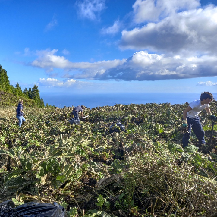 LIFE IP AZORES NATURA participa em ação de remoção de flora invasora em São Miguel