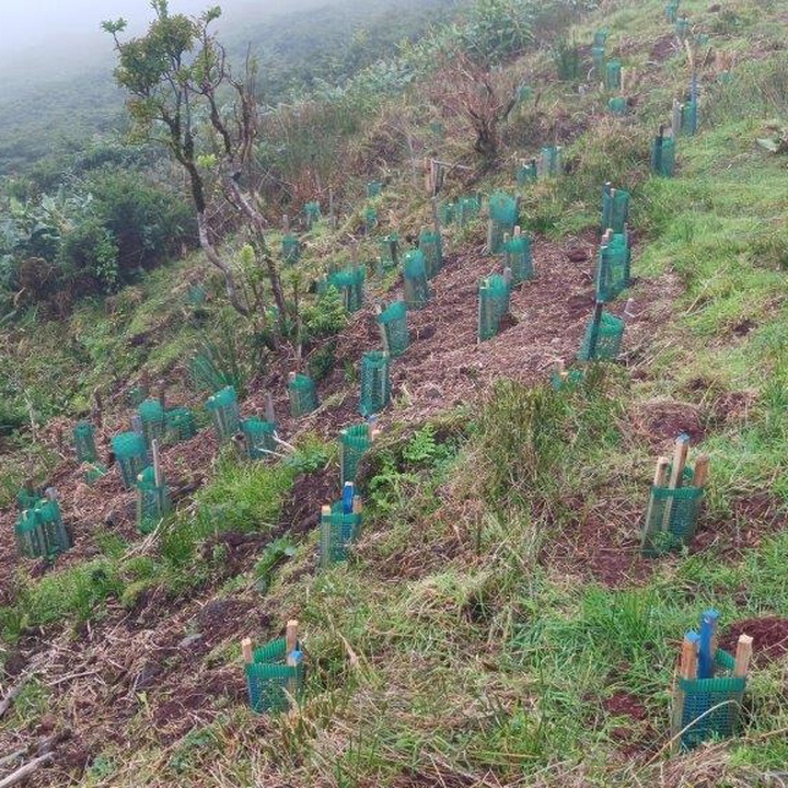 LIFE IP AZORES NATURA removes invasive species from Caldeira Branca on the island of Flores