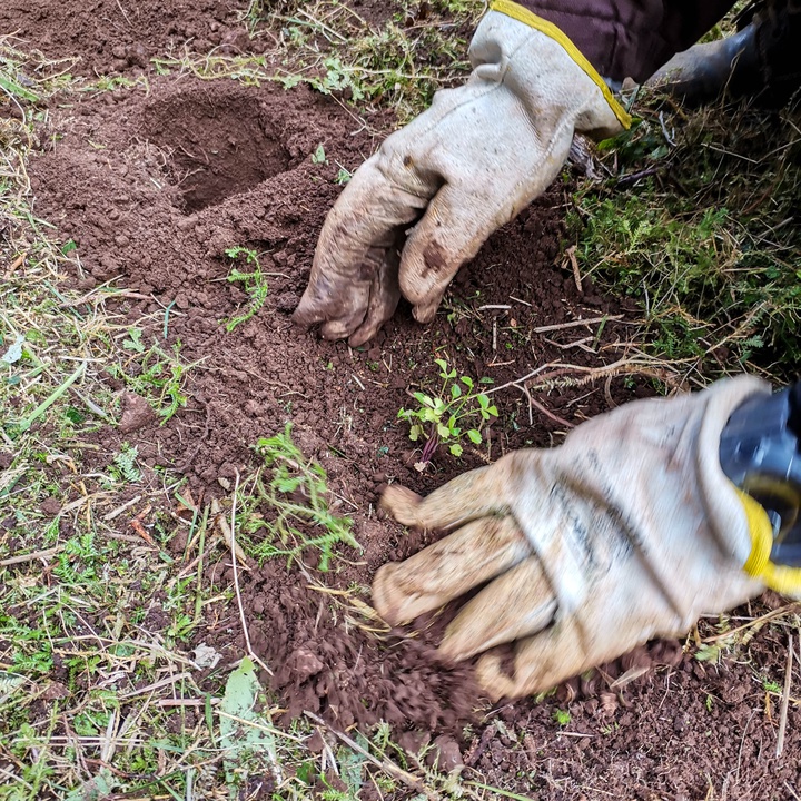 Trabalhos de conservação na Graciosa em março