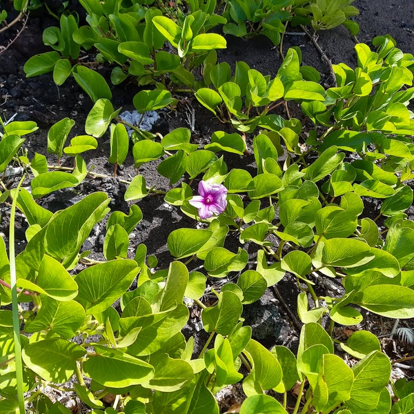 Nova espécie de flora invasora detetada na ilha do Faial