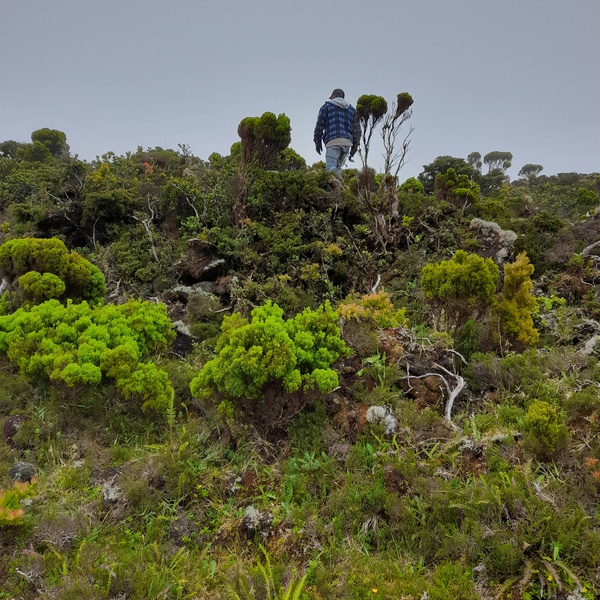 Secretaria Regional do Ambiente e Alteracoes Climáticas promove a monitorização das áreas pristinas na ilha do Pico