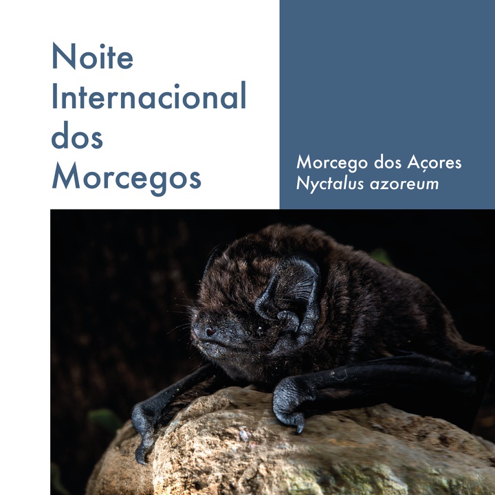 Noite Internacional dos Morcegos