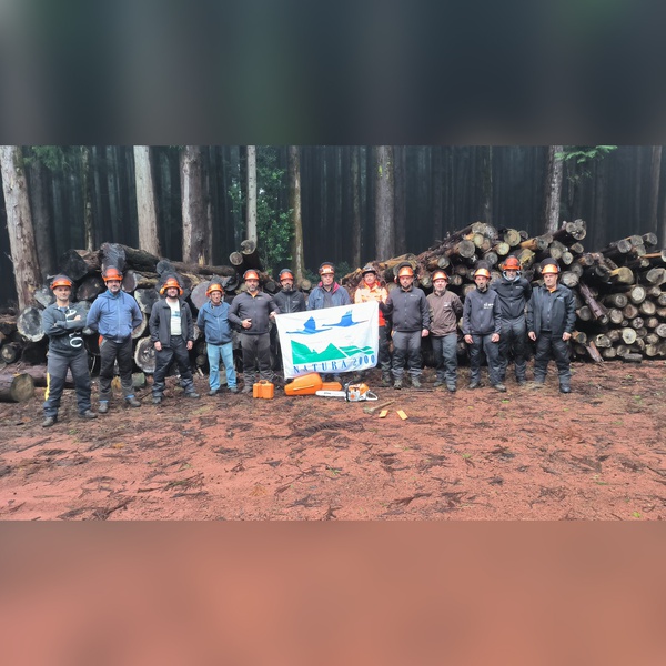 LIFE IP AZORES NATURA promotes basic and advanced chainsaw operator and working at height training courses for teams of field workers