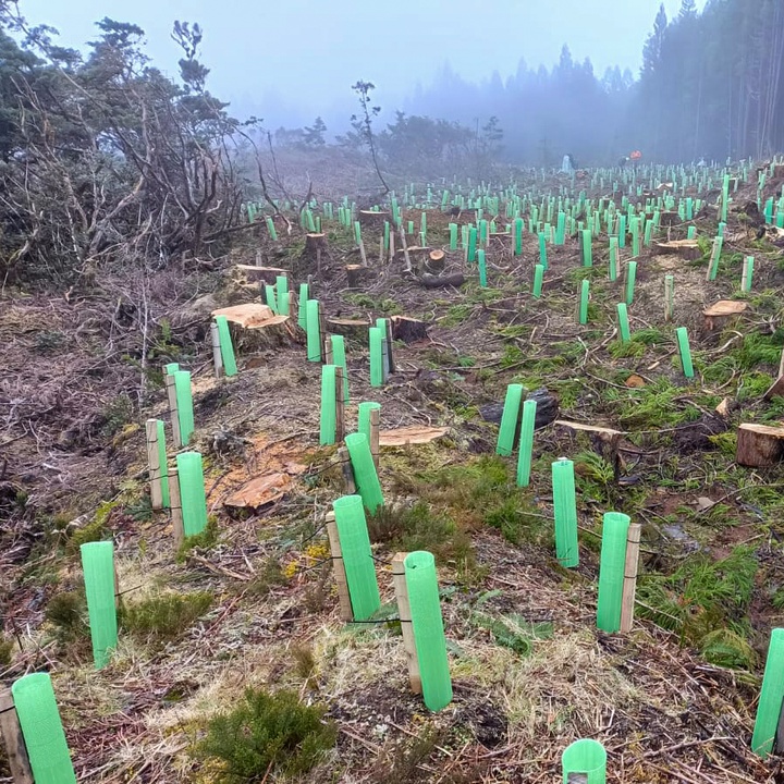 Planting native and endemic species at Turfeira da Lomba