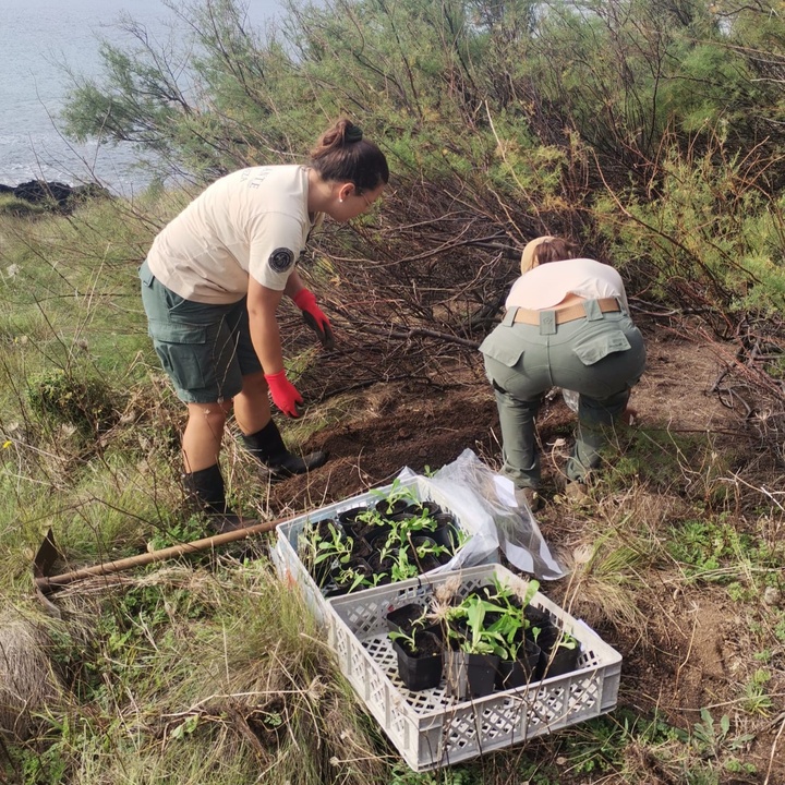 Planting of native and endemic species on the islets of Graciosa