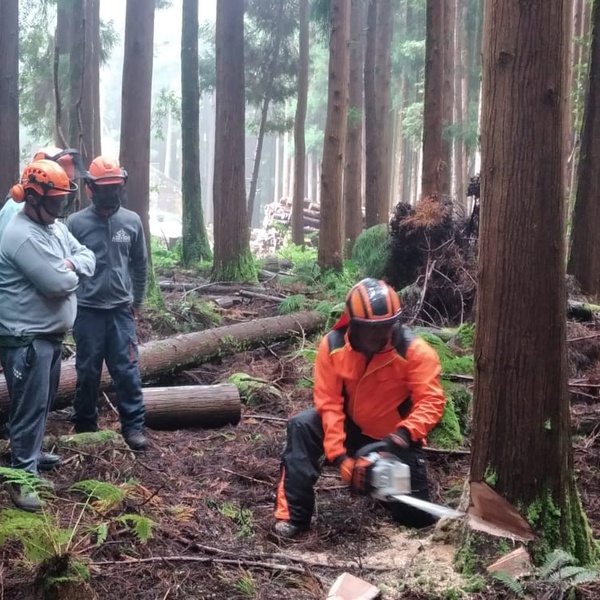 Regional Directorate for Forest Resources organises in-house training sessions on "Operating Chainsaws Safely" under the LIFE19 IPC/PT/000004 - LIFE IP CLIMAZ project