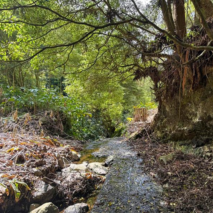 The intervention on the Galego Spring has already begun