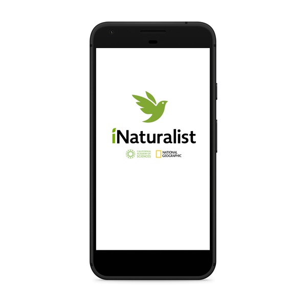 You can now report invasive alien species with the iNaturalist application
