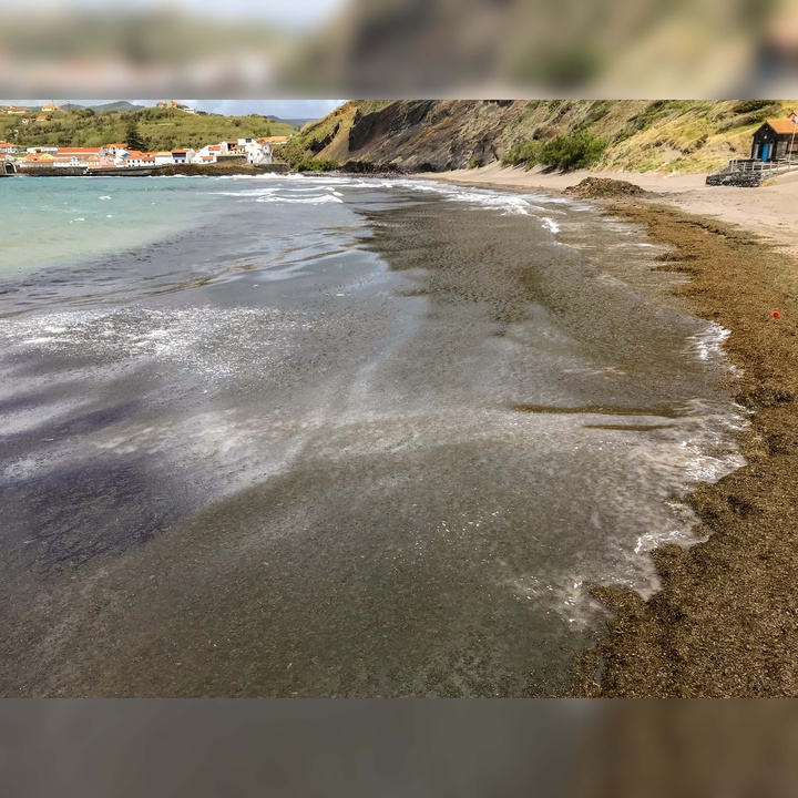 Faial ECCS cleans the sand at Porto Pim Beach