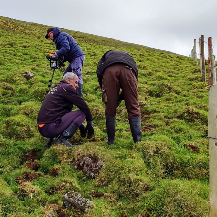 Amplifying endemic populations on Corvo