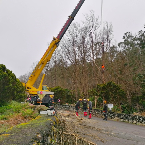 Removal in the Algar do Carvão eucalyptus forest