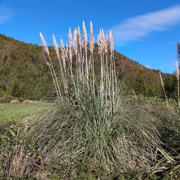LIFE IP AZORES NATURA remove erva-das-pampas da Lagoa do Fogo