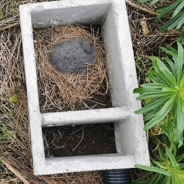 Visita de monitorização às colónias de aves marinhas na Graciosa