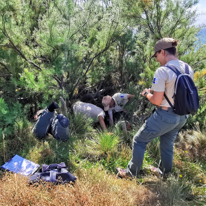 LIFE IP AZORES NATURA monitoriza sucesso reprodutor dos cagarros na Graciosa