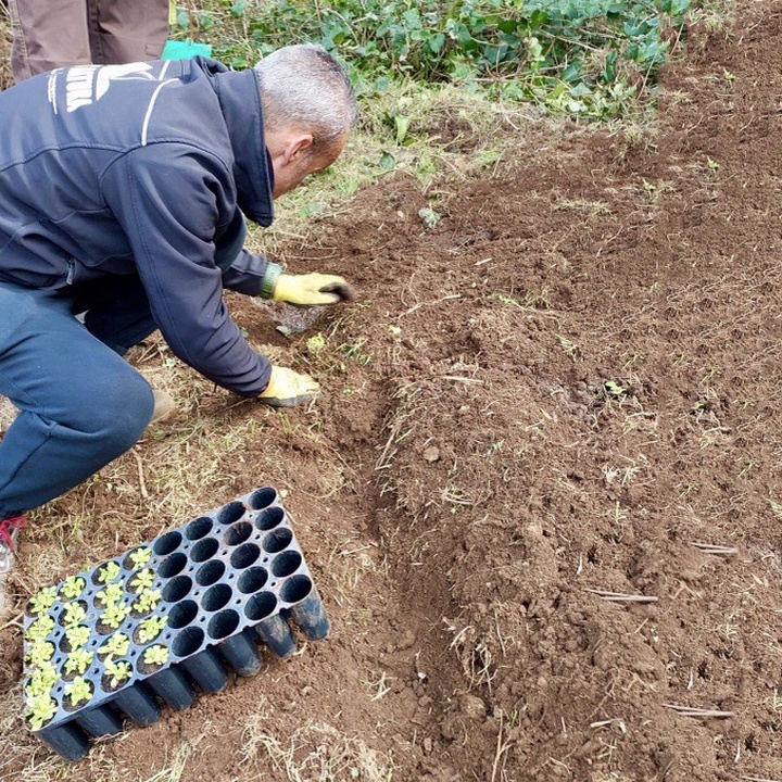 Reinforcing endemic populations on São Jorge