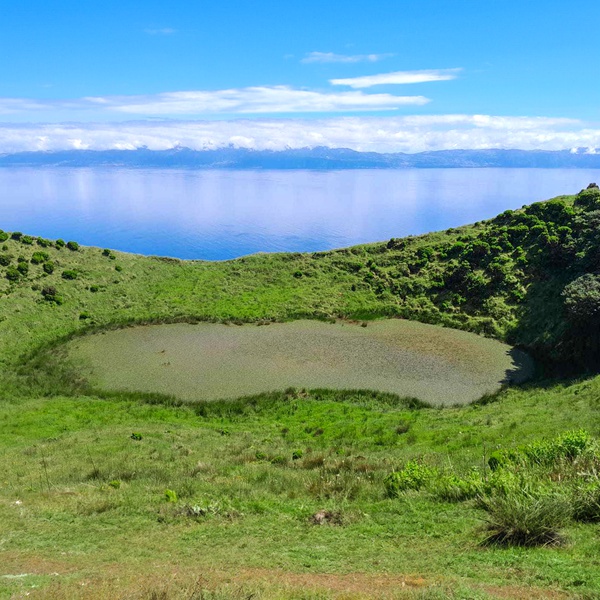 LIFE IP AZORES NATURA reinforces the population of rare endemic species on Pico