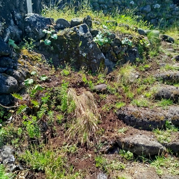 Reforço de espécie endémica na ilha do Pico