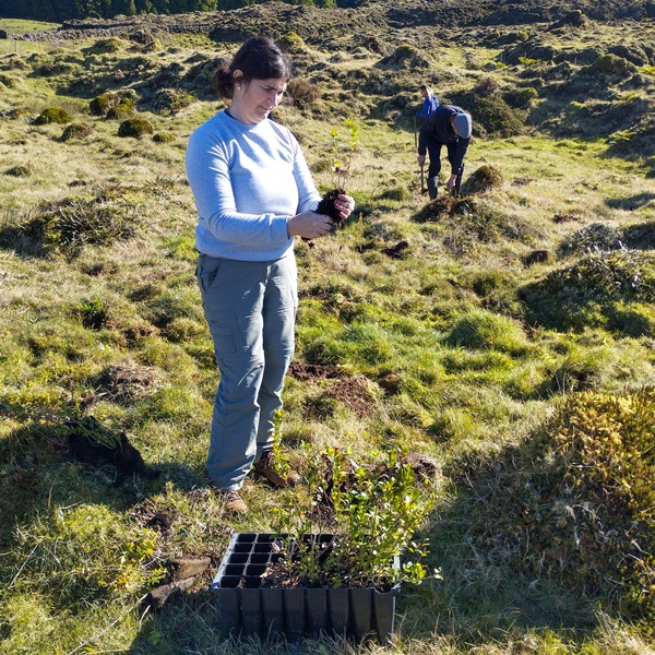 LIFE IP AZORES NATURA promove plantação de 493 espécies nativas no Caveiro