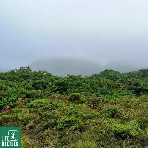 LIFE BEETLES | Intervention Areas  - TER1 – Terceira – Lagoa do Pinheiro
